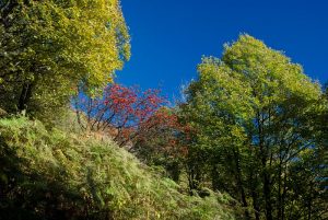 Azzurro - kräftigblauer Himmel mit Wäldchen