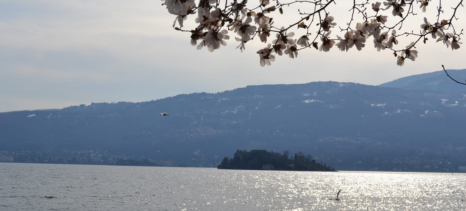 Blick auf Isola Madre von Pallanza Lago Maggiore