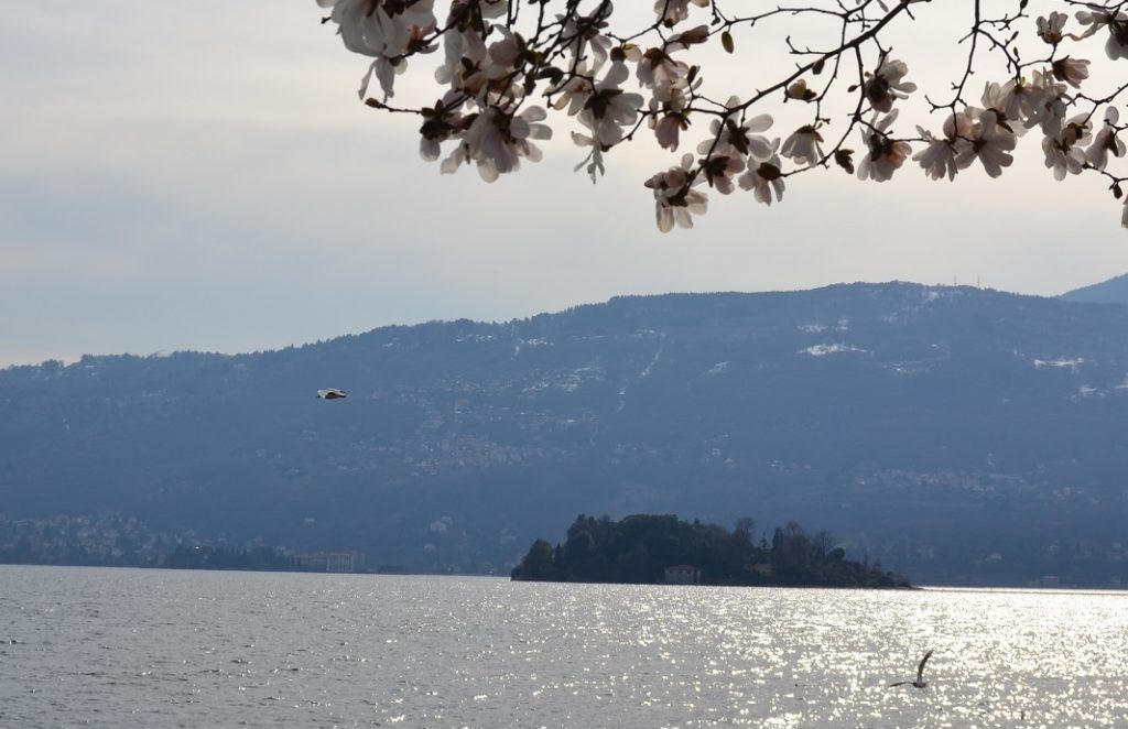 Blick auf Isola Madre von Pallanza Lago Maggiore