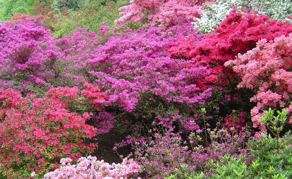 Kamelienblüte, Villa Taranto, Pallanza