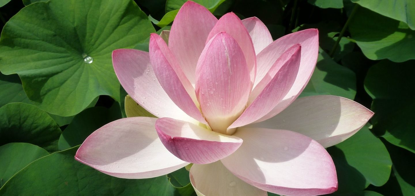 Villa Taranto Lotus