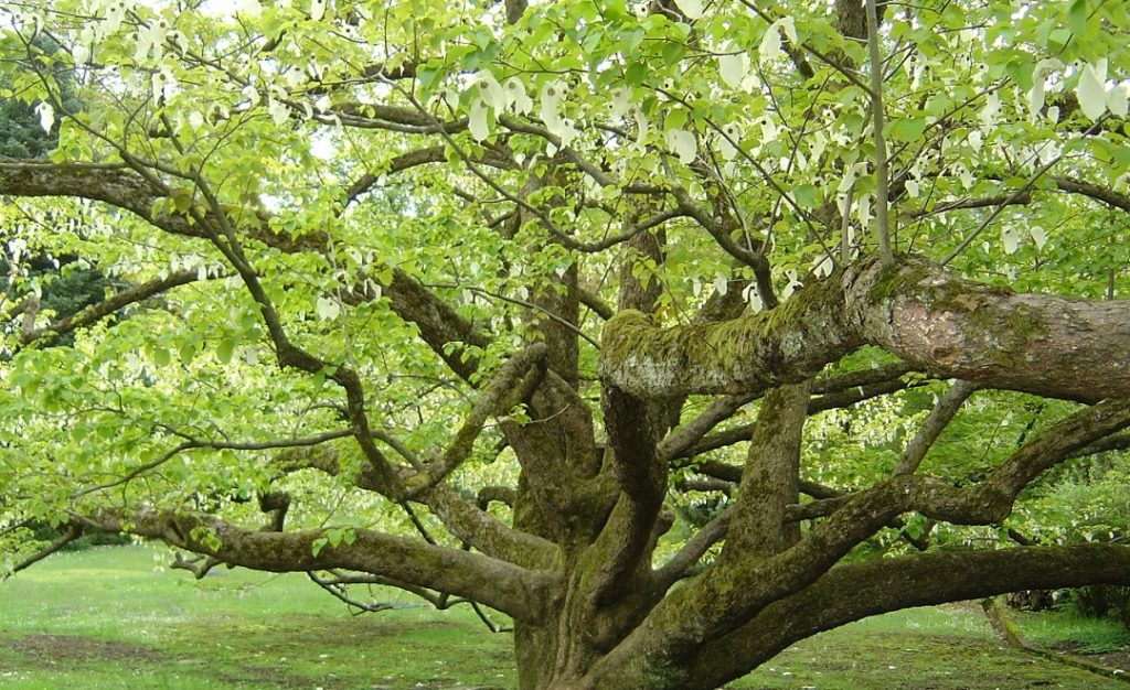 Taschentuchbaum Villa Taranto
