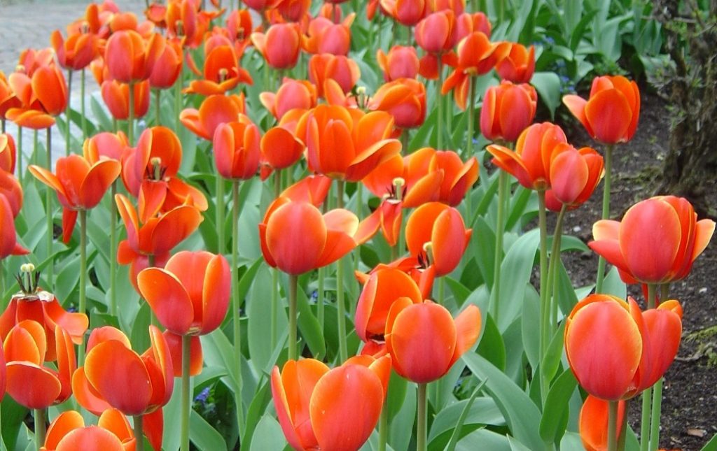 Tulpenblüte Villa Taranto