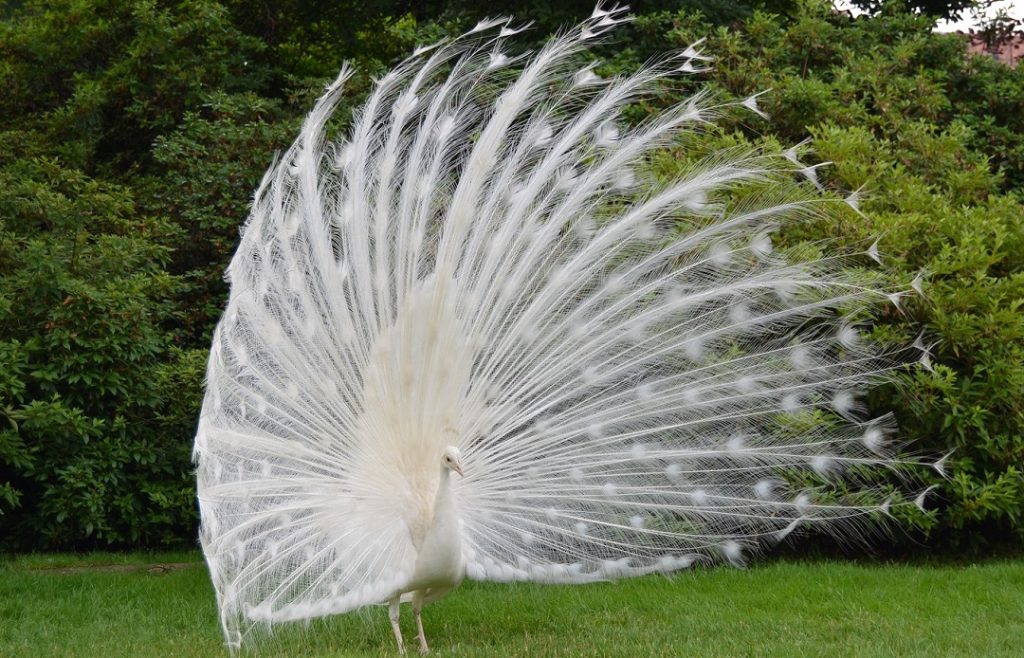 Weißer Pfau