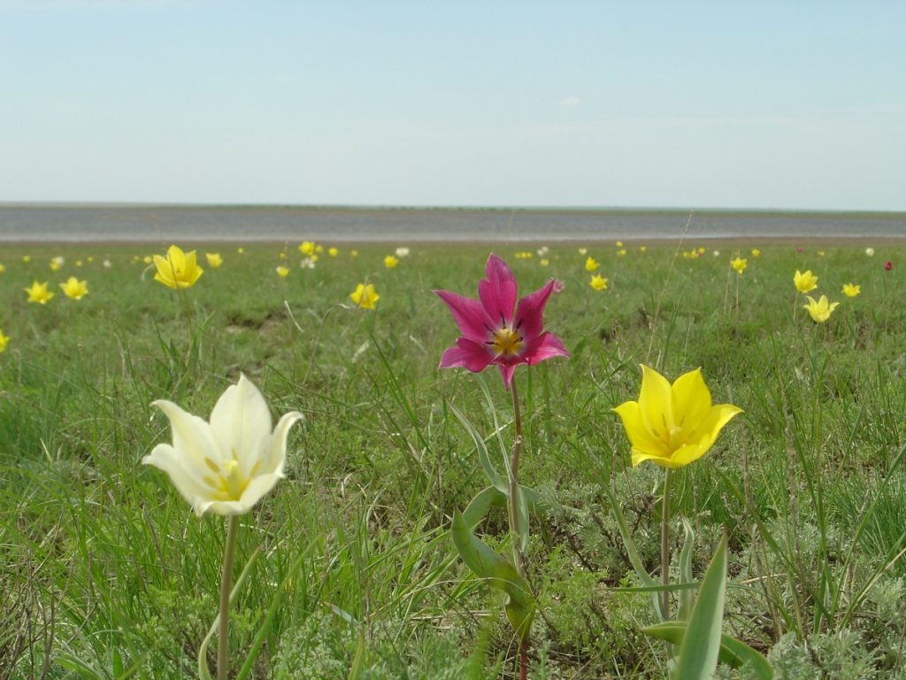 Tulpenblüte in der kasachischen Steppe