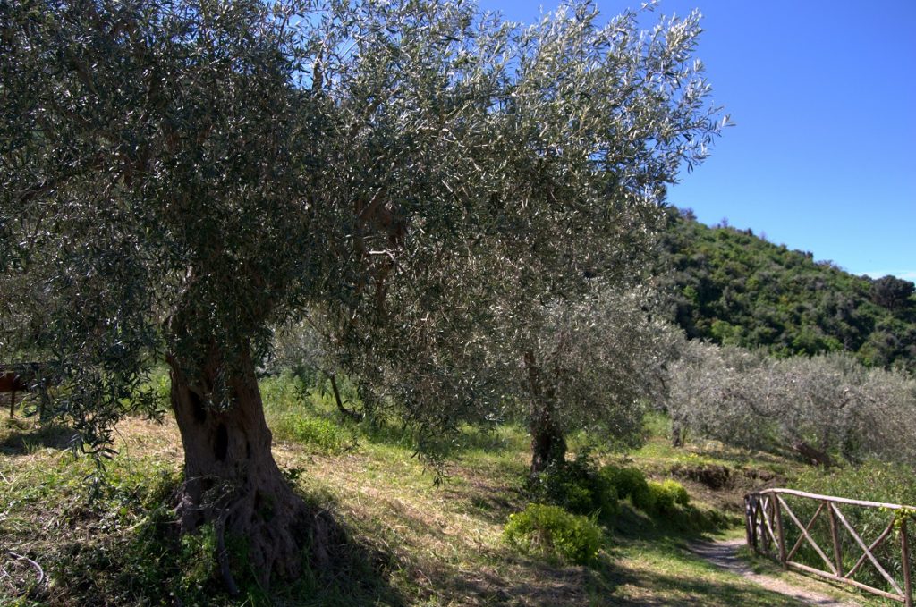 Olivenhain Antica Tindari