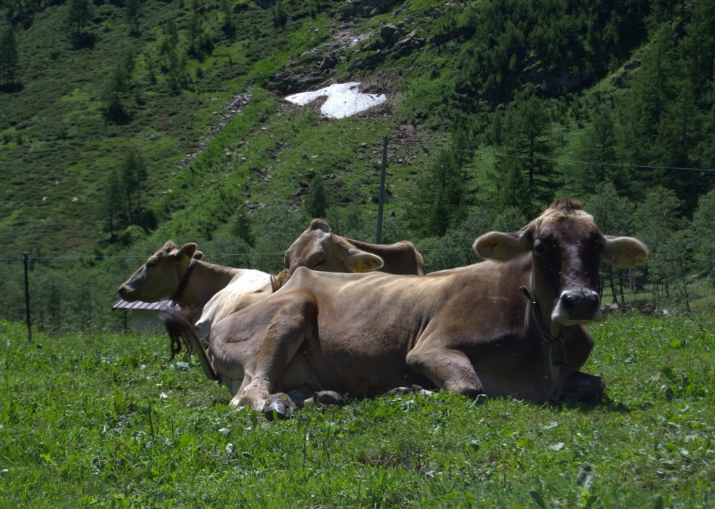Braunvieh