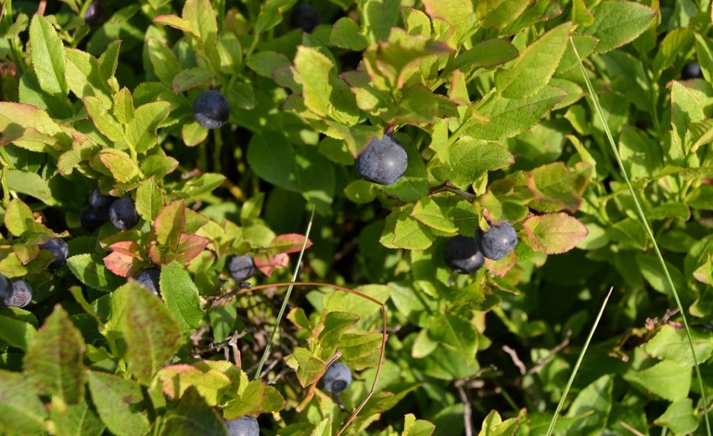 Piancavallo Blaubeeren