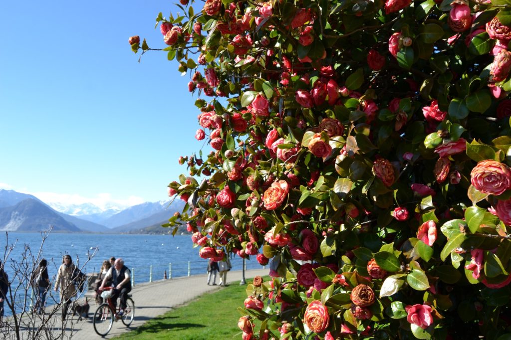 Kamelien am Lago Maggiore: Kamelienstrauch Lungolago Pallanza Lago Maggiore